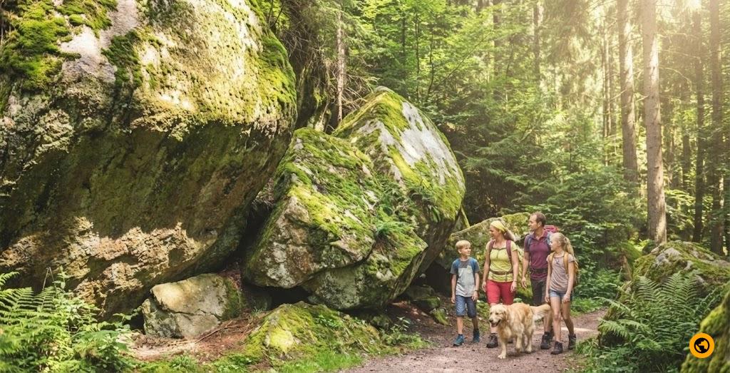 A solitary figure walking through a misty German forest